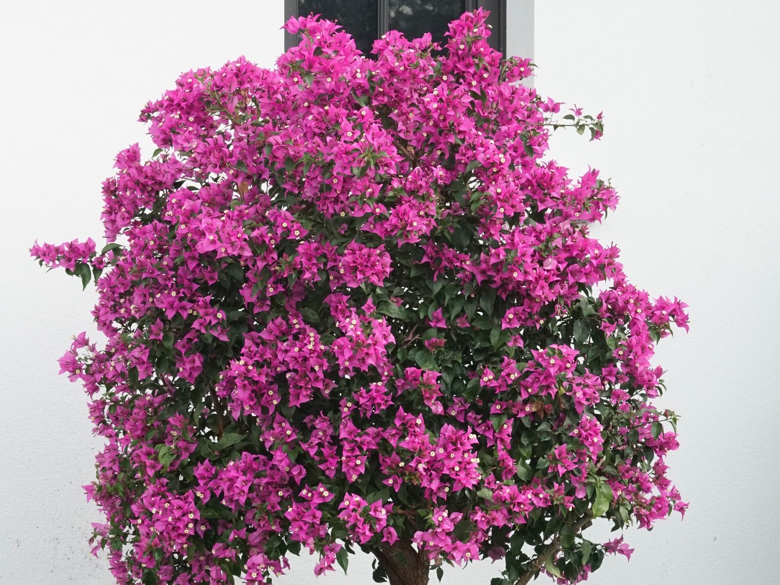 Bougainvillea tree in full bloom