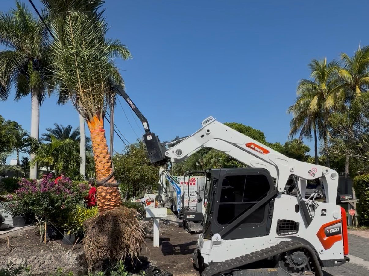 Palm tree installation with a track loader